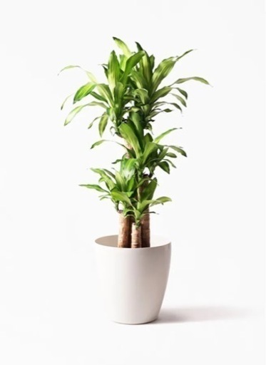 ドラセナ（幸福の木）観葉植物