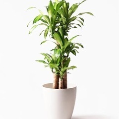 ドラセナ（幸福の木）観葉植物