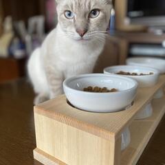 9ヶ月の保護猫里親募集！