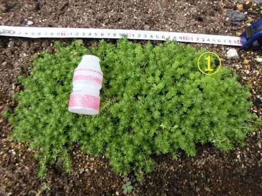地植え用セダム雑草除けグランドカバー じゅれお 米沢のその他の中古あげます 譲ります ジモティーで不用品の処分 地植え用セダム雑草除けグランドカバー じゅれお 米沢のその他の中古あげます 譲ります ジモティーで不用品の処分