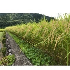 令和3度産 三重県飯南町産　コシヒカリ 30kg 