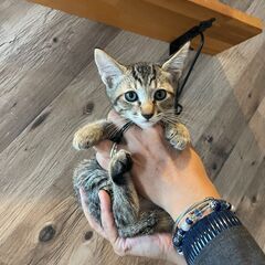 頭に帽子をちょこんとのせた淡いキジの子猫「涼介」くん🥰