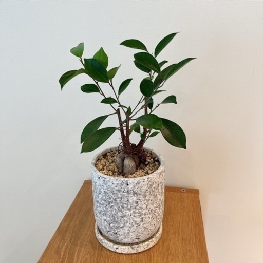 (交渉済)[鉢植え付]観葉植物ガジュマル