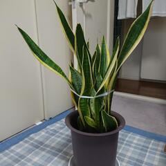 北海道 札幌市の観葉植物の中古が安い 激安で譲ります 無料であげます 3ページ目 ジモティー