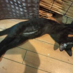 真っ黒スリム子猫3か月♂　大人猫も人間も大好きの画像
