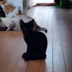 真っ黒スリム子猫3か月♂　大人猫も人間も大好き - 港区