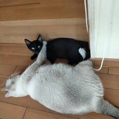 真っ黒スリム子猫3か月♂　大人猫も人間も大好き − 東京都