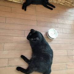 真っ黒スリム子猫3か月♂　大人猫も人間も大好き - 里親募集