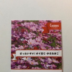 《秋まき》秋桜・コスモスの種（東京優芳園）　花壇、鉢植え、プランターに