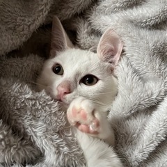 【決まりました】生後4ヶ月のちょっとビビりなマイペース❤︎白猫女子