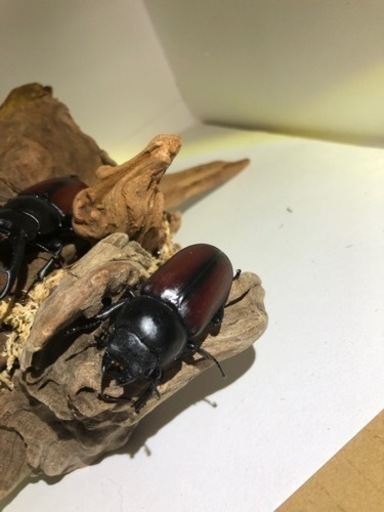 ドンキエル コクワガタ原名亜種ペアⅣ