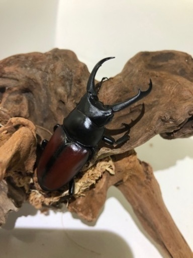 ドンキエル コクワガタ原名亜種ペアⅡ