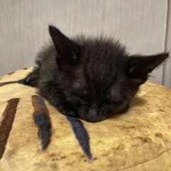 おっとり慎重派の黒猫君 − 石川県