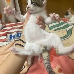 【譲渡完了】キジトラメス♀ - 猫