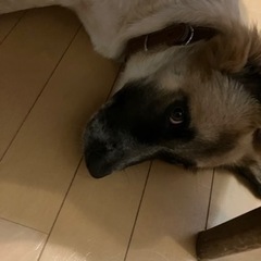 子犬のモフ君♪野犬の子犬❤️ − 東京都