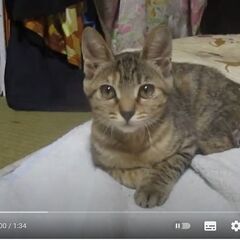 里親募集中 福島県 子猫が自宅に住み着いた 断尾手術済み