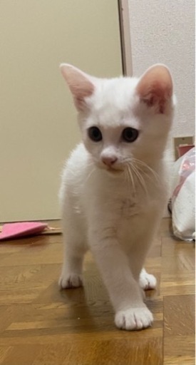 生後2ヶ月の白い子猫 𓈒𓏸 Yuu 東金の猫の里親募集 ジモティー