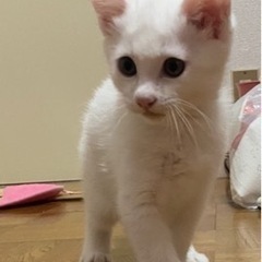 生後2ヶ月の白い子猫🤍𓈒𓏸