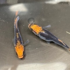 ✨飛燕の若魚 1ペア+1