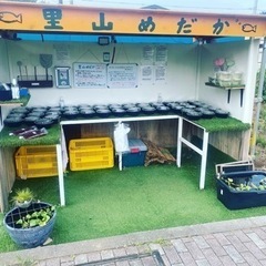 【ネット決済】里山公園前　めだかの無人販売所　里山メダカ8月30...