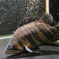 ダトニオ プラスワン 片側リアルバンド 20±