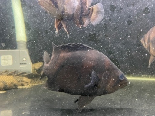 その他 ダトニオ プラスワン 片側リアルバンド 20±