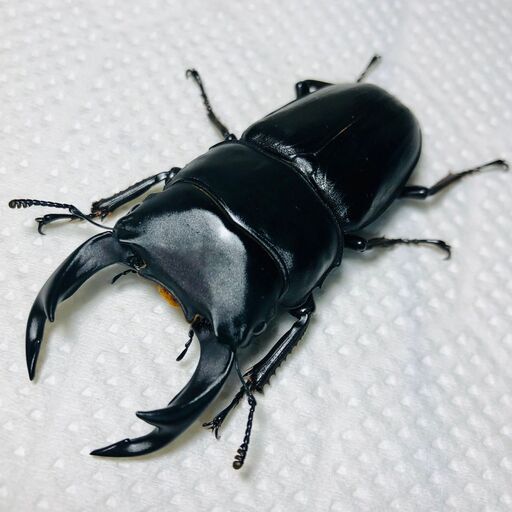 【送料無料】兵庫県産オオクワガタ ペア ♂(オス)70mm ♀(メス)45mm おうち時間のおともに！！