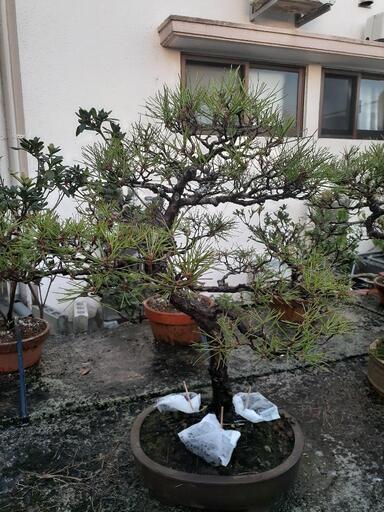 琉球松の盆栽