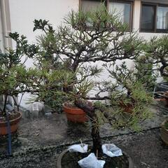 琉球松の盆栽