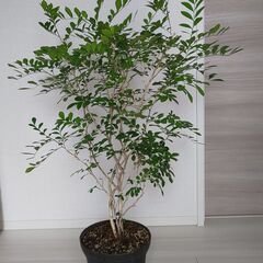 シルクジャスミン 7号鉢 観葉植物