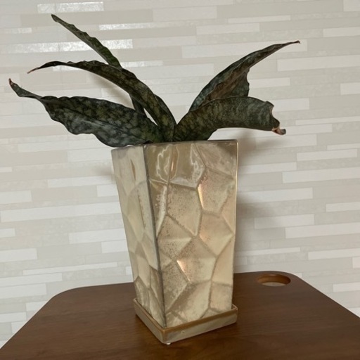 観葉植物　サンスベリア　コパトーン