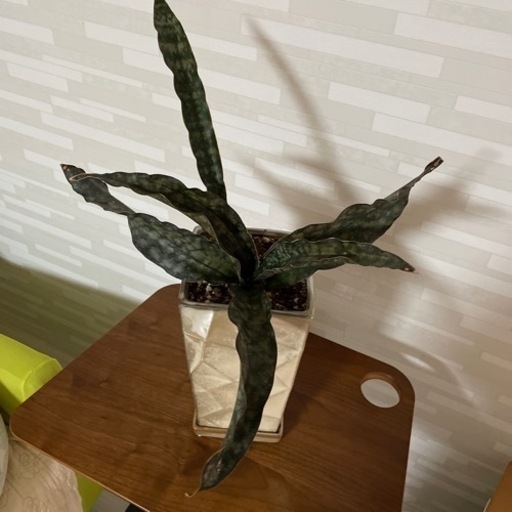 観葉植物　サンスベリア　コパトーン