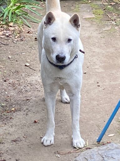 紀州犬血統書あり人なつこい雄犬です お譲りします Alexriki 高石のその他の里親募集 ジモティー 紀州犬血統書あり人なつこい雄犬です お譲りします Alexriki 高石のその他の里親募集 ジモティー
