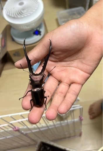 クワガタ幼虫4種類セット