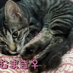 キジの可愛いけむまきちゃん - 猫