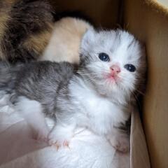 ミヌエットロングヘアー 子猫生まれています