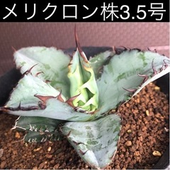 【メリクロン】アガベ チタノタ ブラックアンドブルー⑥ 3.5号鉢