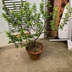 ミルトスの木　ギンバイカ　銀梅花　鉢植　70cm