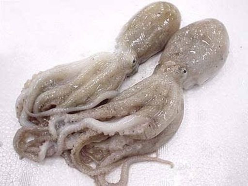 イイダコ釣り Karima 丸亀の教えての助け合い ジモティー