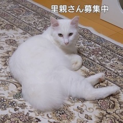真っ白もふもふ鍵しっぽの猫ちゃん