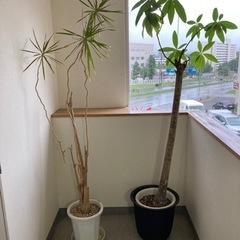 観葉植物(パキラ、ドラセナセット)