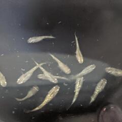 メダカ　琥珀ラメ　稚魚10尾