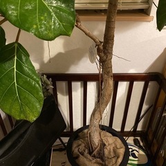 アフリカンプリンス　観葉植物