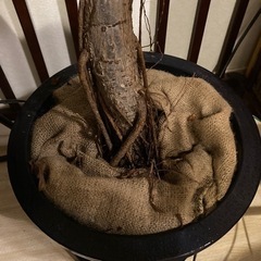 アフリカンプリンス　観葉植物