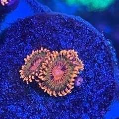 サンゴ　USA マメスナ　スペックルドクラカトア　4ポリプ