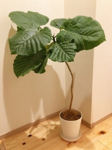観葉植物　フィカス・ウンベラータ　95cm　6号鉢と受け皿付き
