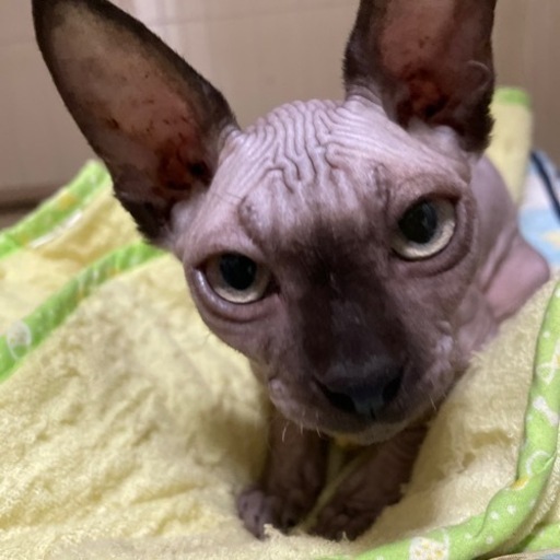 スフィンクス 吉継 東向日の猫の里親募集 ジモティー