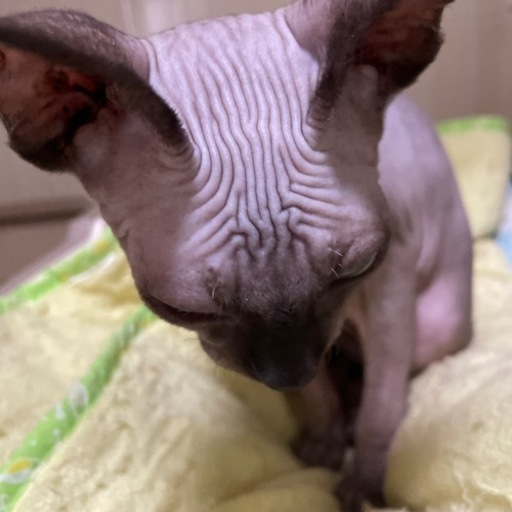 スフィンクス 吉継 東向日の猫の里親募集 ジモティー