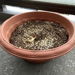 プランター　鉢✖️2個　土入りお花鉢です