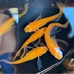 高級メダカ　成魚　紅帝　ヒレナガ